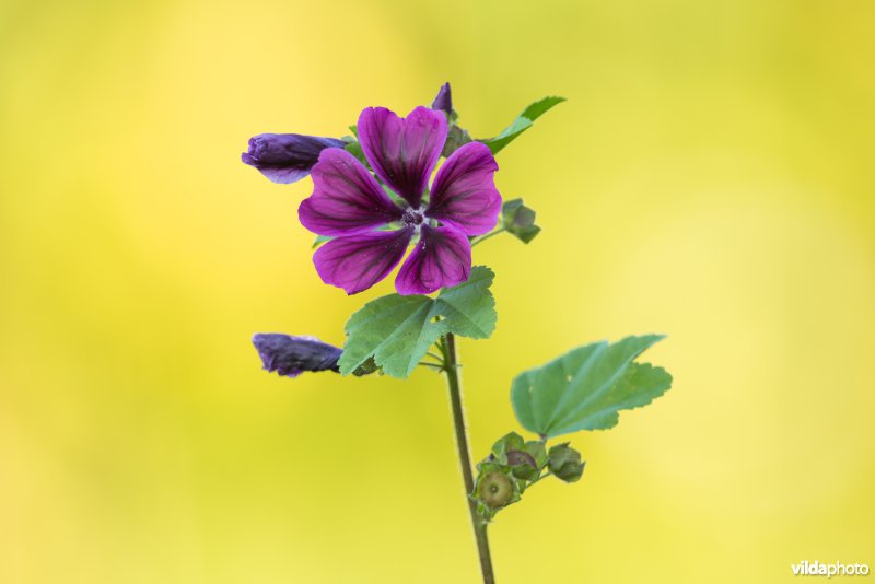 Groot kaasjeskruid var. Zebrina