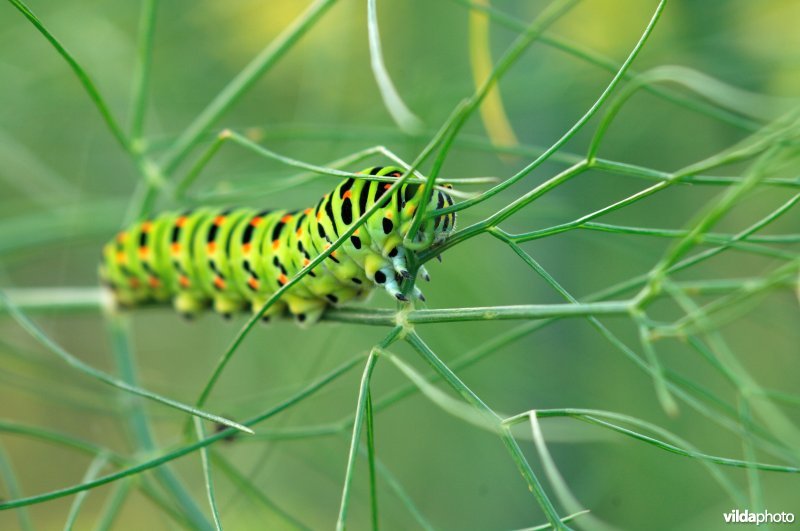 Rups van Koninginnepage op Knolvenkel