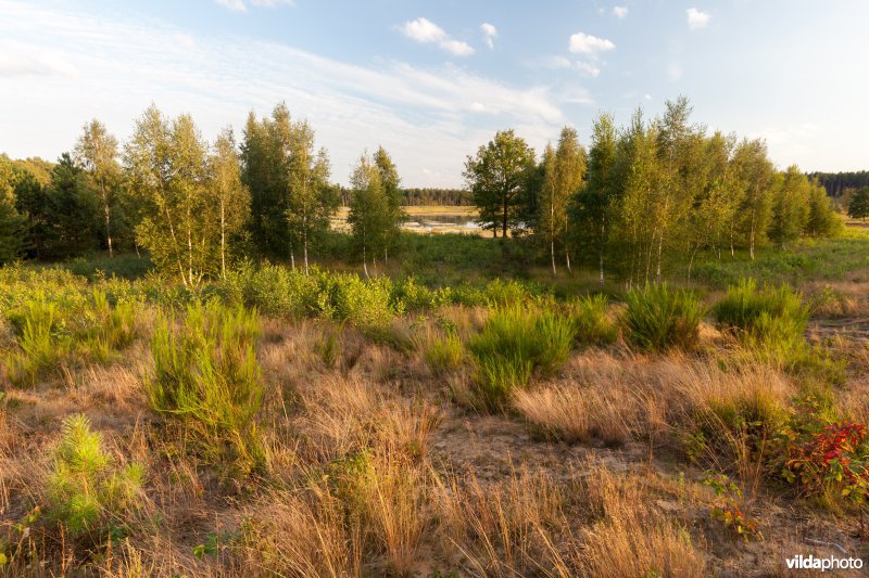 Nieuwe natuur