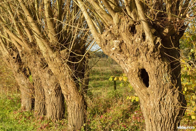 Natuurreservaat De Bourgoyen