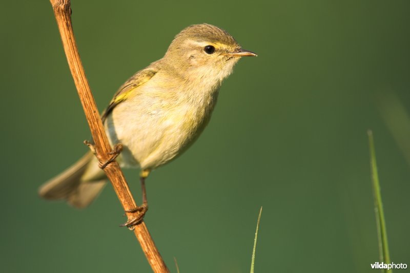 Fitis in de ochtendzon