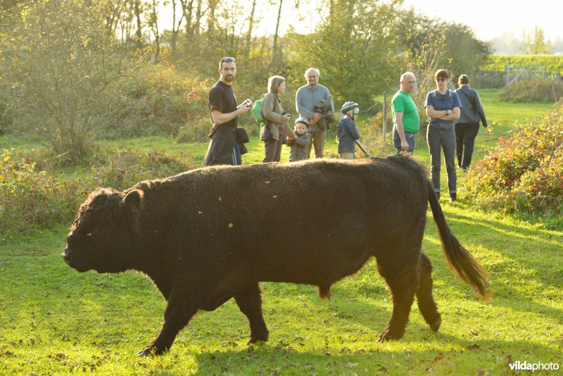 Wandelaars in de Hobokense polder