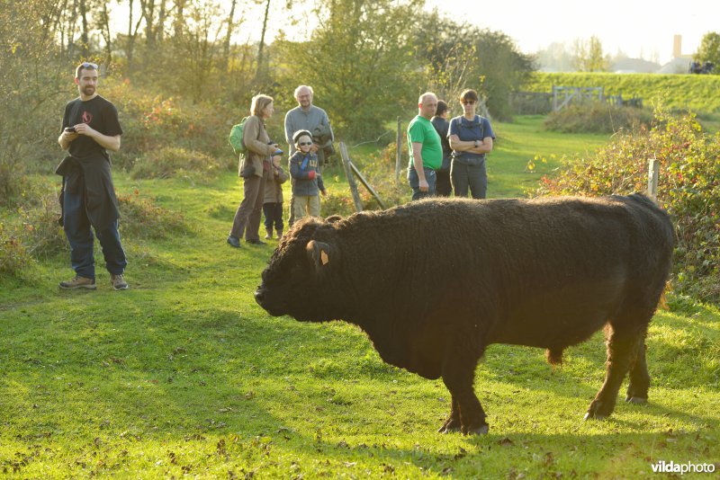 Wandelaars in de Hobokense polder