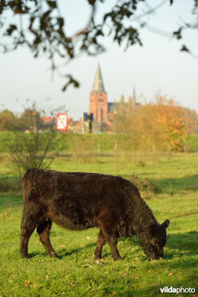 Hobokense polder