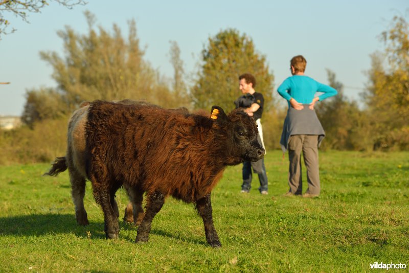 Wandelen in de Hobokense polders 