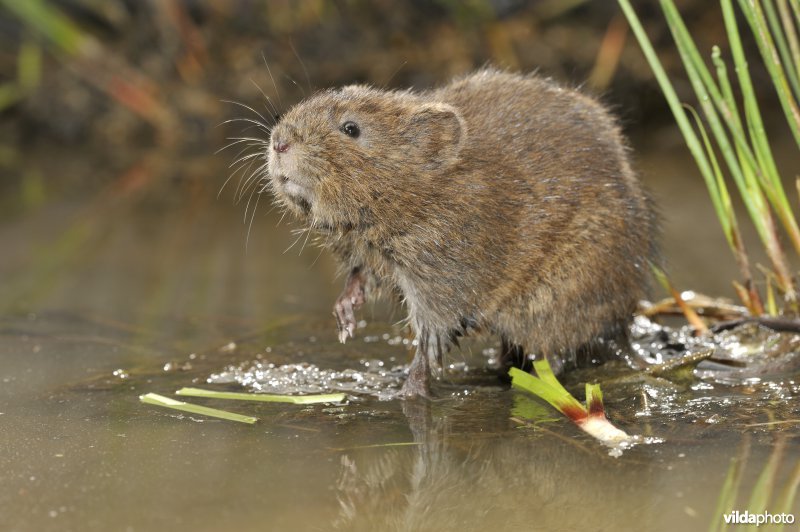 Westeuropese woelrat