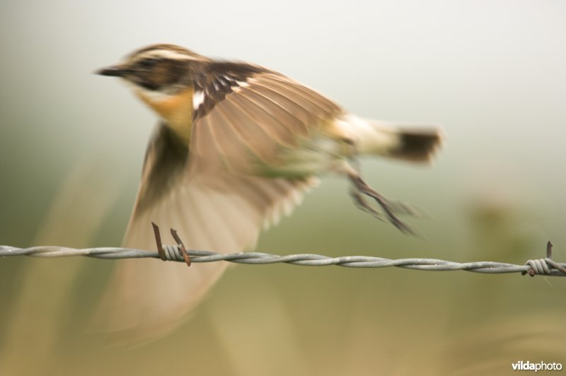 Wegzoevend Paapje