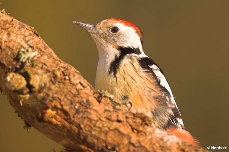 Middelste bonte specht op uitkijk