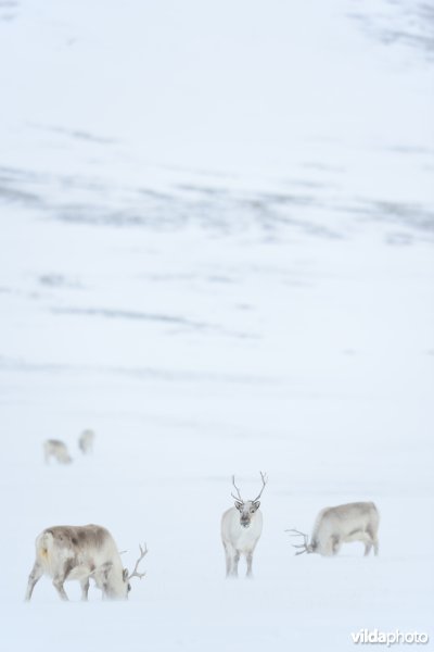 Spitsbergen-Rendier