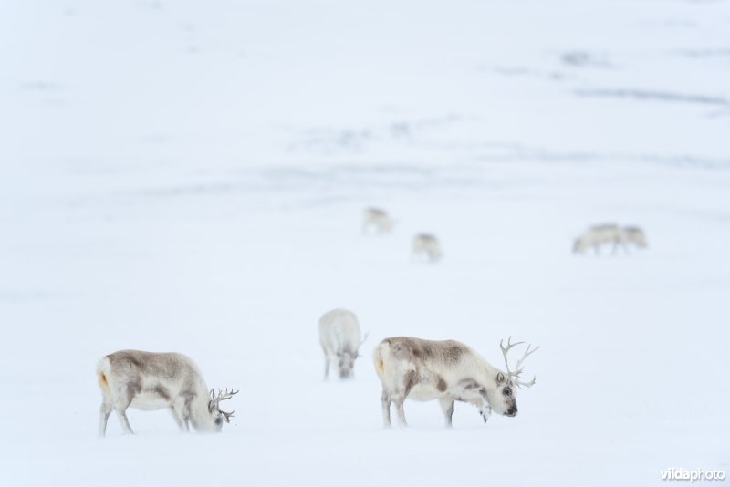 Spitsbergen-Rendier